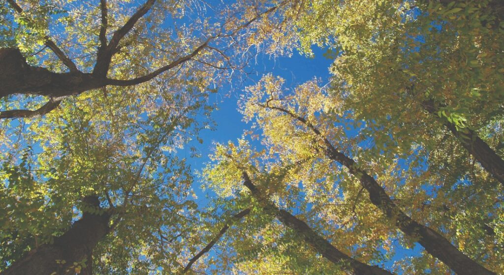 Trust Registration the 2020 changes